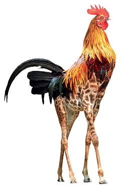 Les Comnambules - Coq Girafe